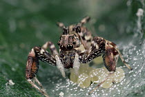 Jumping Spider (Phyaces comosus) nurturing egg masses, Sri Lanka