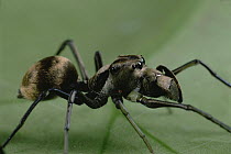 Jumping Spider (Myrmarachne maxillosa) close-up portrait, Singapore