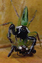 Northern Green Jumping Spider (Mopsus mormon) two males fighting, male on top has fatally stabbed the other with his fang, Singapore