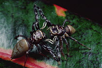 Jumping Spider (Bavia aericeps) two females fighting, Australia