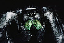 Jumping Spider portrait, Florida