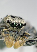 Jumping Spider (Maevia sp) male portrait, North America
