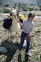 Llama (Lama glama) lead by Shannon, a young girl, in the Sierra Nevada mountains, California