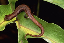 Canopy salamander, has a prehensile tail and extra sticky feet which help them cling to plants as they climb around in canopy tree tops, lowland rainforest, Peru