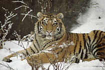 Siberian Tiger (Panthera tigris altaica) lying in snow, Asia