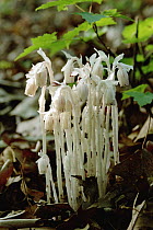 One-flower Indian-pipe (Monotropa uniflora) resembles a fungus but is actually a shade-loving wildflower, Minnesota