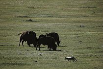 Coyote (Canis latrans) hunting for Black-tailed Prairie Dogs (Cynomys ludovicianus) as a Bison (Bison bison) trio grazes, South Dakota