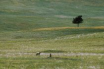 Coyote (Canis latrans) hunting for Black-tailed Prairie Dogs (Cynomys ludovicianus), South Dakota