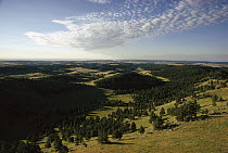 Ponderosa Pine (Pinus ponderosa) trees in prairie landscape, Black Hills, South Dakota