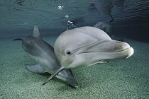Bottlenose Dolphin (Tursiops truncatus) underwater, Waikoloa Hyatt, Hawaii