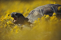 Desert Tortoise (Gopherus agassizii) in a field of yellow flowers, Mojave Desert, California
