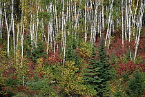 Paper Birch (Betula papyrifera) forest with autumn colors, Minnesota