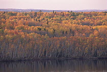 Autumn foliage, Boundary Waters Canoe Area Wilderness, Minnesota