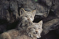 Canada Lynx (Lynx canadensis) kittens, North America