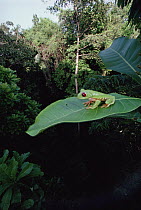 Red-eyed Tree Frog (Agalychnis callidryas) sitting on a leaf, Barro Colorado Island, Panama