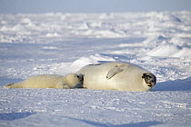 Harp Seal (Phoca groenlandicus) mother and pup, Gulf of St Lawrence, Canada
