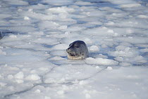 Harp Seal (Phoca groenlandicus) surfacing among ice, Gulf of St Lawrence, Canada