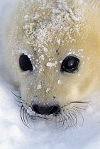 Harp Seal (Phoca groenlandicus) pup portrait, Gulf of St Lawrence, Canada