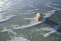 Polar Bear (Ursus maritimus) resting on icefield, Churchill, Manitoba, Canada