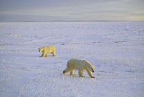 Polar Bear (Ursus maritimus) pair on icefield, Churchill, Manitoba, Canada