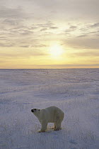 Polar Bear (Ursus maritimus) on icefield at sunset, Churchill, Manitoba, Canada