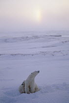 Polar Bear (Ursus maritimus) mother and cub, with sundog in sky, Churchill, Manitoba, Canada