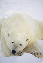 Polar Bear (Ursus maritimus) sleeping in snow, Churchill, Manitoba, Canada