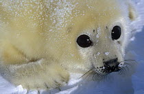 Harp Seal (Phoca groenlandicus) portrait, Gulf of St Lawrence, Canada