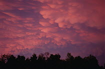 Pink clouds over forest, Minnesota