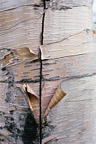 Paper Birch (Betula papyrifera) bark, Minnesota