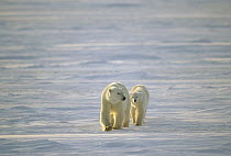 Polar Bear (Ursus maritimus) pair walking across icefield, Churchill, Manitoba, Canada