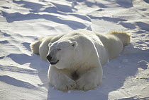 Polar Bear (Ursus maritimus) sunning, Churchill, Manitoba, Canada
