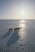 Polar Bear (Ursus maritimus) and cub crossing ice field, Churchill, Canada