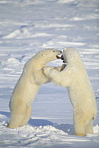 Polar Bear (Ursus maritimus) males fighting, Churchill, Manitoba, Canada