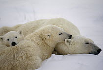 Polar Bear (Ursus maritimus) mother and cubs nestled together, Churchill, Manitoba, Canada