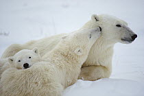 Polar Bear (Ursus maritimus) cub nuzzling mother, Churchill, Manitoba, Canada