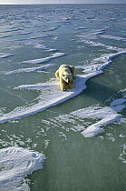 Polar Bear (Ursus maritimus) resting on icefield, Churchill, Manitoba, Canada
