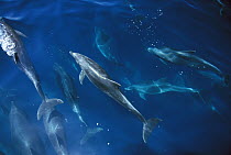 Bottlenose Dolphin (Tursiops truncatus) pod, Galapagos Islands, Ecuador