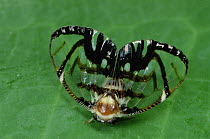 Froghopper (Cercopidae) with wing markings mimicking a jumping spider