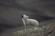 Arctic Wolf (Canis lupus) pup howling, Ellesmere Island, Nunavut, Canada