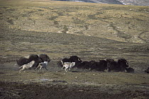 Arctic Wolf (Canis lupus) pack hunting Muskox (Ovibos moschatus) herd, Ellesmere Island, Nunavut, Canada