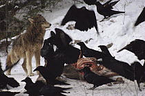 Timber Wolf (Canis lupus) and Common Raven (Corvus corax) group feeding on deer carcass in snow, Minnesota