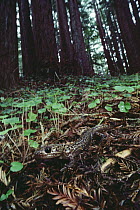 Pacific Giant Salamander (Dicamptodon ensatus) in Coast Redwood (Sequoia sempervirens) forest, central California