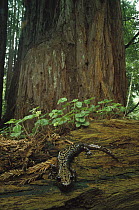 Pacific Giant Salamander (Dicamptodon ensatus) in temperate redwood forest, Santa Cruz, California