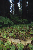 Pacific Giant Salamander (Dicamptodon ensatus) on Coast Redwood (Sequoia sempervirens) forest floor, California