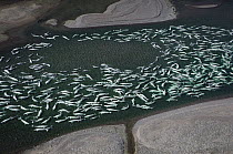 Beluga (Delphinapterus leucas) hundreds swim and molt in freshwater shallows, Northwest Territories, Canada