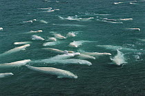 Beluga (Delphinapterus leucas) group swimming and molting, Cunningham Inlet shallows, Northwest Territories, Canada
