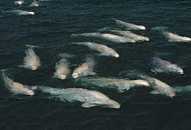 Beluga (Delphinapterus leucas) whale, group surfacing, Cunningham Inlet, Northwest Territories, Canada