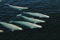 Beluga (Delphinapterus leucas) group swimming and molting, Cunningham Inlet shallows, Northwest Territories, Canada