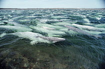 Beluga (Delphinapterus leucas) pod swimming and molting in freshwater shallows, Somerset Island, Nunavut, Canada